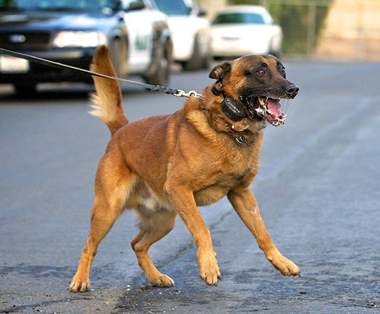 Asheboro Dog Bite Attorneys and Personal Injury Lawyers